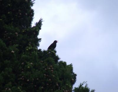 Прикрепленное изображение: 02-1.jpg